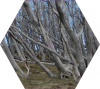 PNG Size 15 Dead Forest without info.png